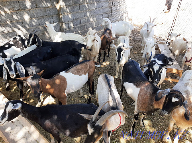Сауынды Пародостый ешкілер сатылады ешкы ешкі коза козы Шымкент - изображение 1