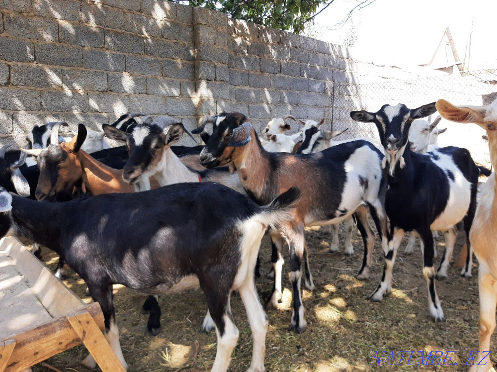 Сауынды Пародостый ешкілер сатылады ешкы ешкі коза козы Шымкент - изображение 2