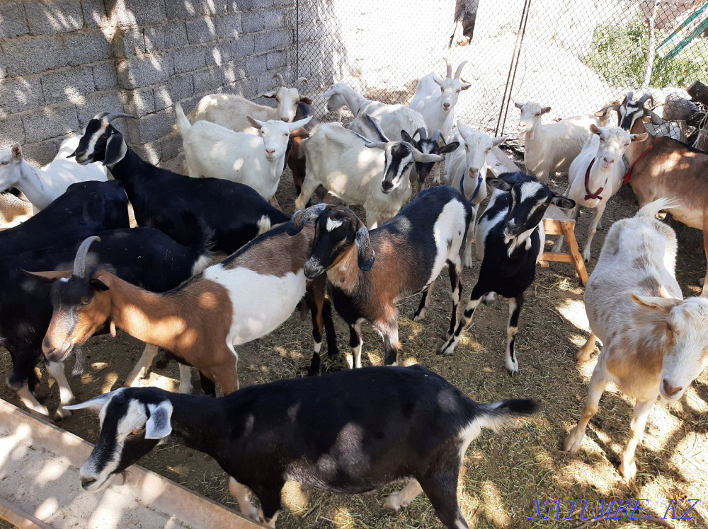 Сауынды Пародостый ешкілер сатылады ешкы ешкі коза козы Шымкент - изображение 3