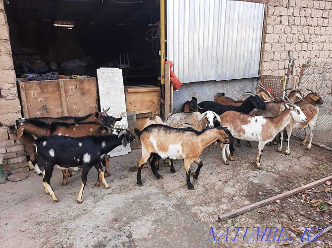 Nubi paroda eshkyler Parody eshki goat goat Shymkent - photo 3