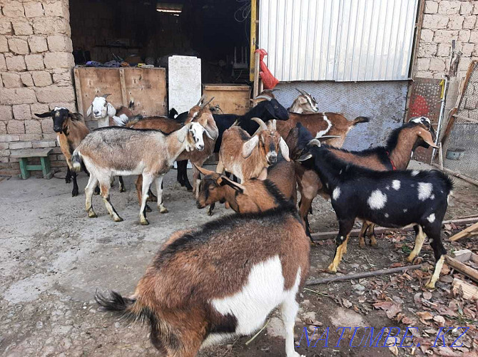 Nubi paroda eshkyler Parody eshki goat goat Shymkent - photo 1
