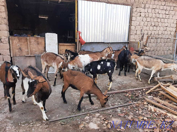 Nubi paroda eshkyler Parody eshki goat goat Shymkent - photo 4