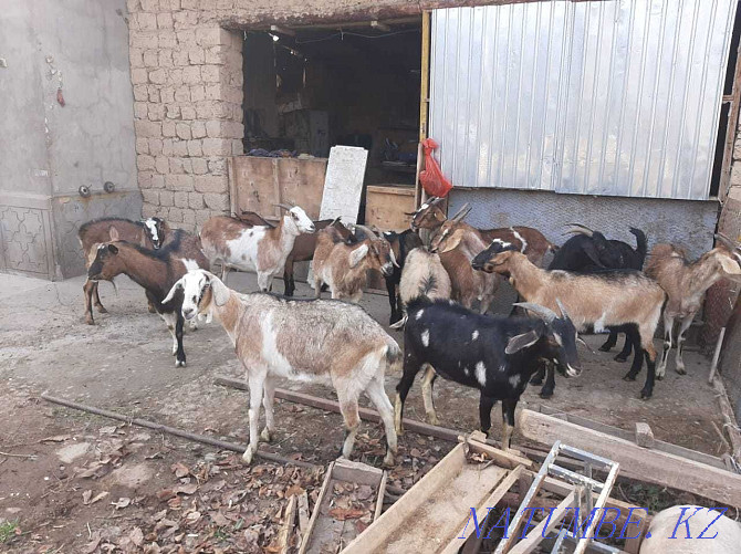 Nubi paroda eshkyler Parody eshki goat goat Shymkent - photo 2