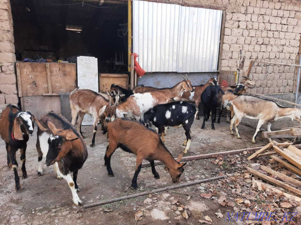 Нуби парода ешкылер Пародистый ешкі коза козы Шымкент - изображение 4