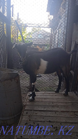 Продам дойную козу Талдыкорган - изображение 1