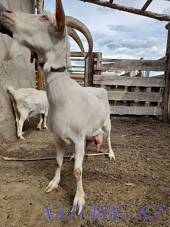 Goats sell Zanen and Nubian  - photo 1