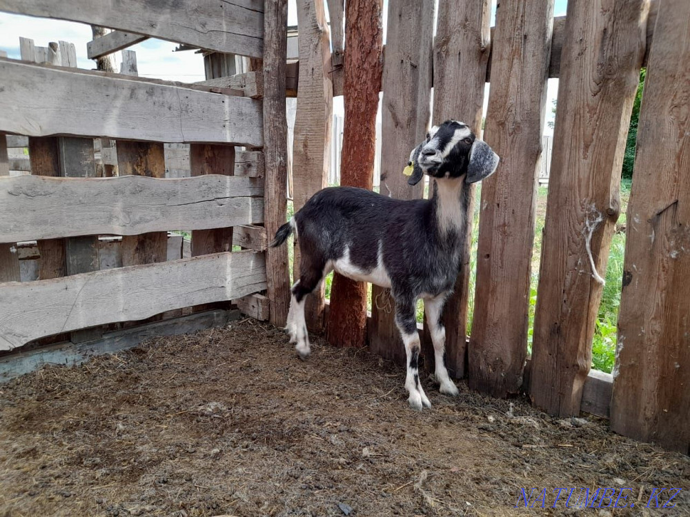 Ешкілер Занен мен Нубияны сатады  - изображение 4