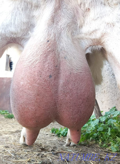 Goat Zaanensky Eshki Zaanensky Shymkent - photo 3