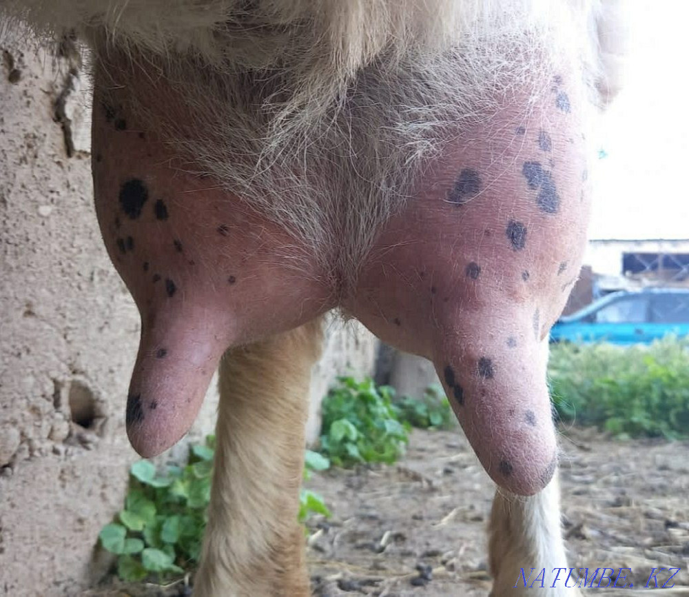 Goat Zaanensky Eshki Zaanensky Shymkent - photo 2