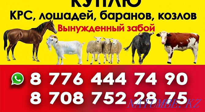 Коров быков телок баранов коз Смирново - изображение 1