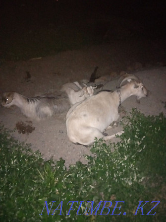 Коза ешки молочный Балуана Шолака - изображение 1