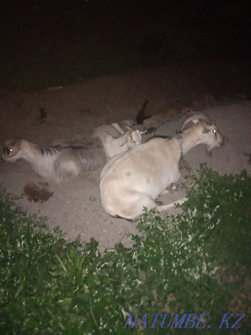 Коза ешки молочный Балуана Шолака - изображение 1