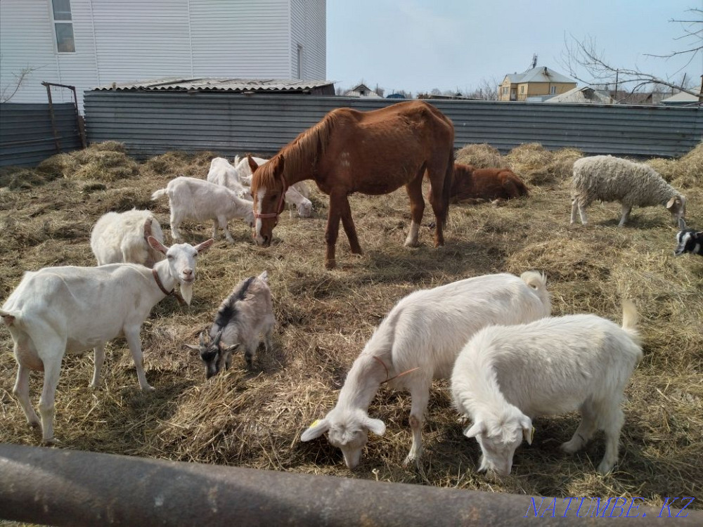 Saanen dairy goats Astana - photo 2