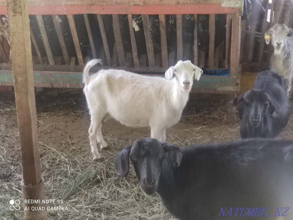 I will sell fat goats Узынагаш - photo 1