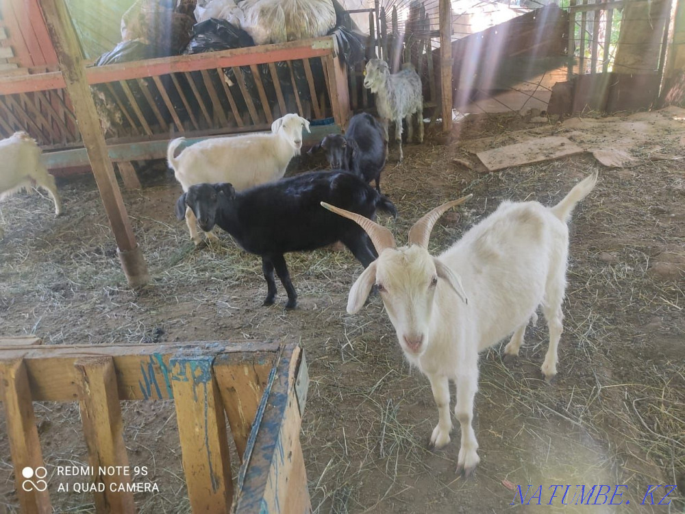 I will sell fat goats Узынагаш - photo 2