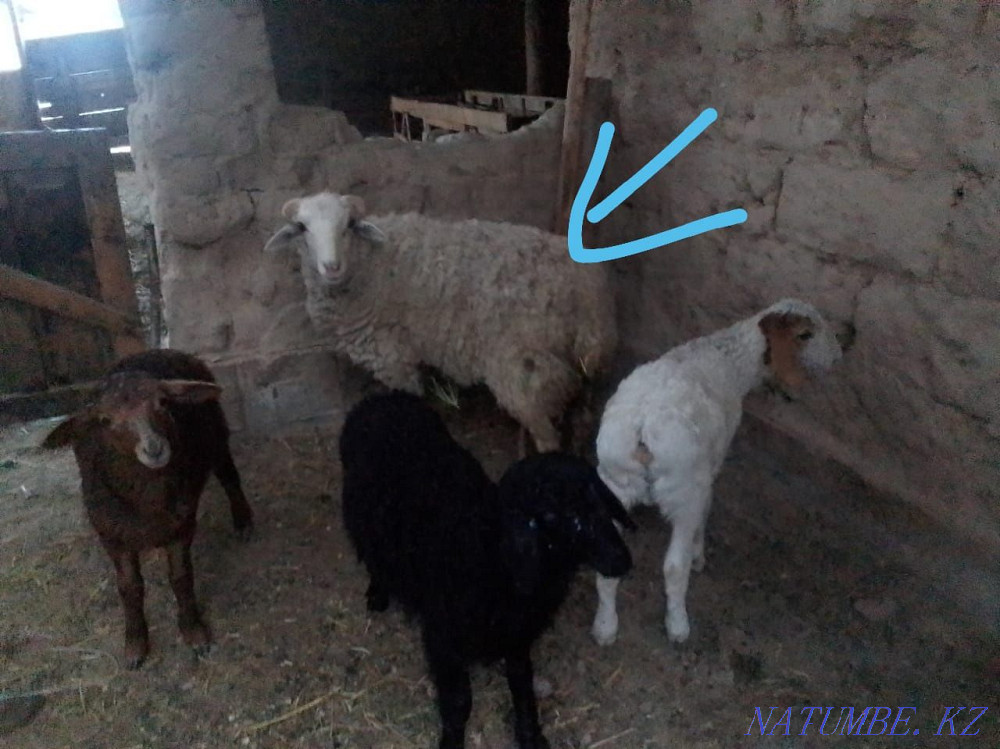 Козы сатылады Н.Тилендиев ауылында тур доставка бар  - изображение 1