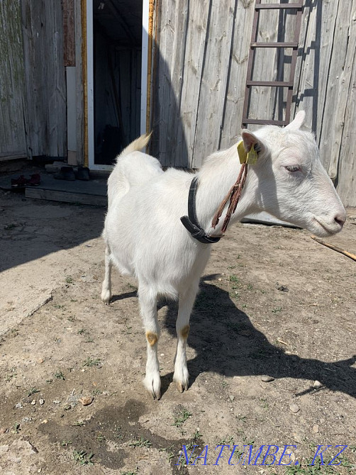 Родословные козы с козлятами  - изображение 3