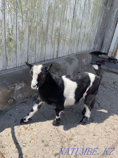 Родословные козы с козлятами  - изображение 4