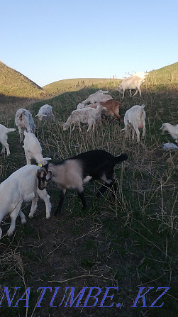 Goats, goats, goats, kids Еркин - photo 1