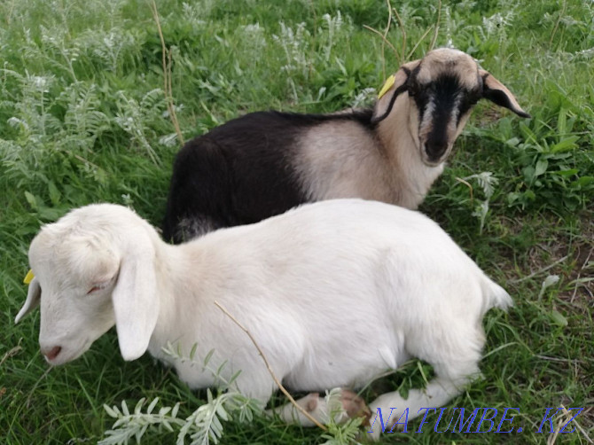 Goats, goats, goats, kids Еркин - photo 3