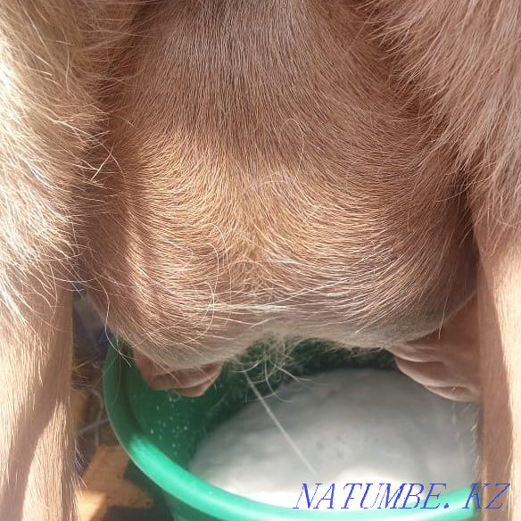 Goats, goats, goats, kids Еркин - photo 4