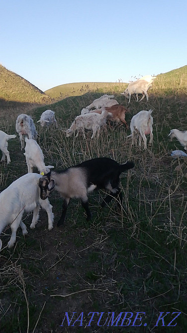 Goats, goats, goats, kids Еркин - photo 1