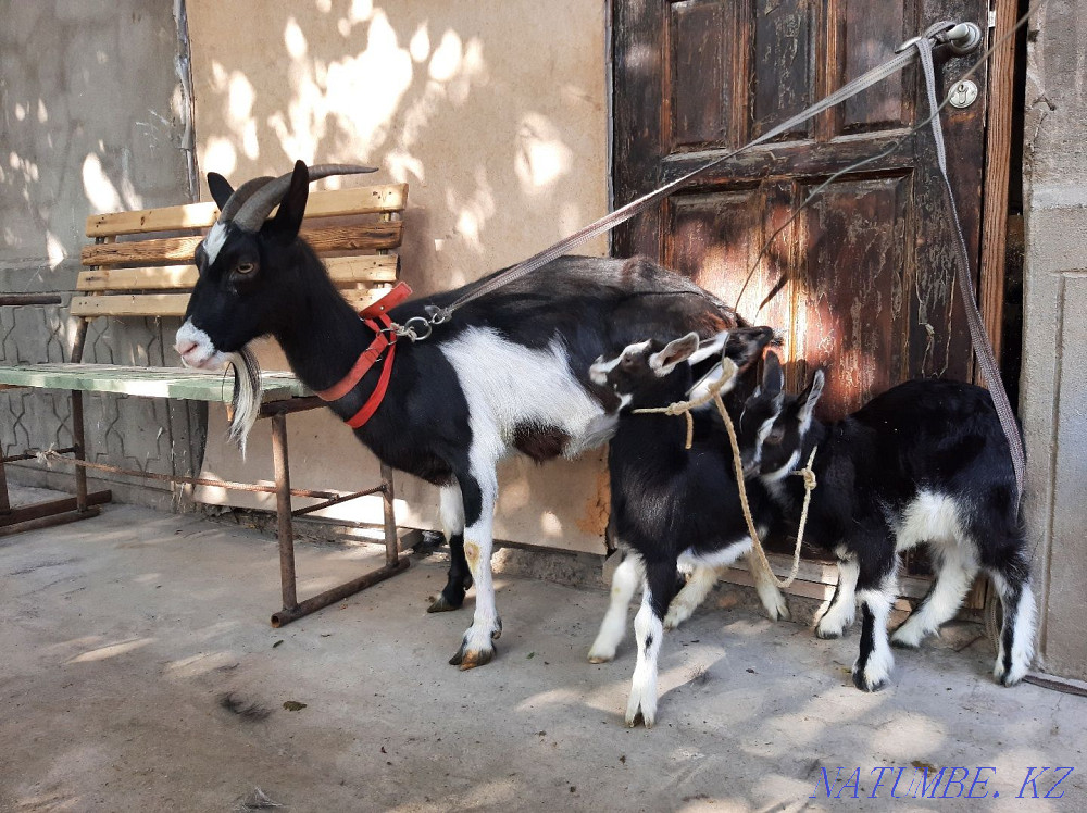 Taza Alpi Sauyndy eshki egiz la?ymen Eshki goat goat Shymkent - photo 4