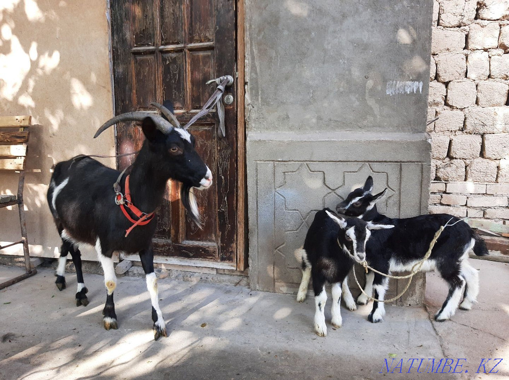 Taza Alpi Sauyndy eshki egiz la?ymen Eshki goat goat Shymkent - photo 2
