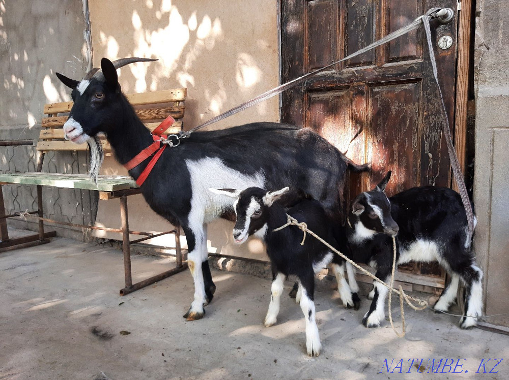 Taza Alpi Sauyndy eshki egiz la?ymen Eshki goat goat Shymkent - photo 3