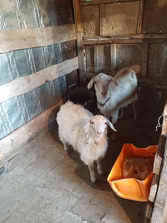 Продам козу с козленком Талдыкорган