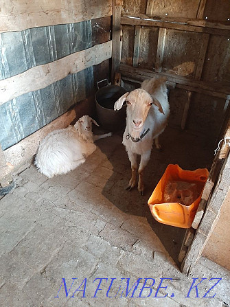 Продам козу с козленком Талдыкорган - изображение 3