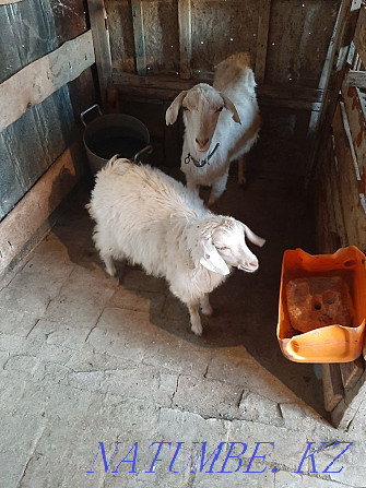 Продам козу с козленком Талдыкорган - изображение 1