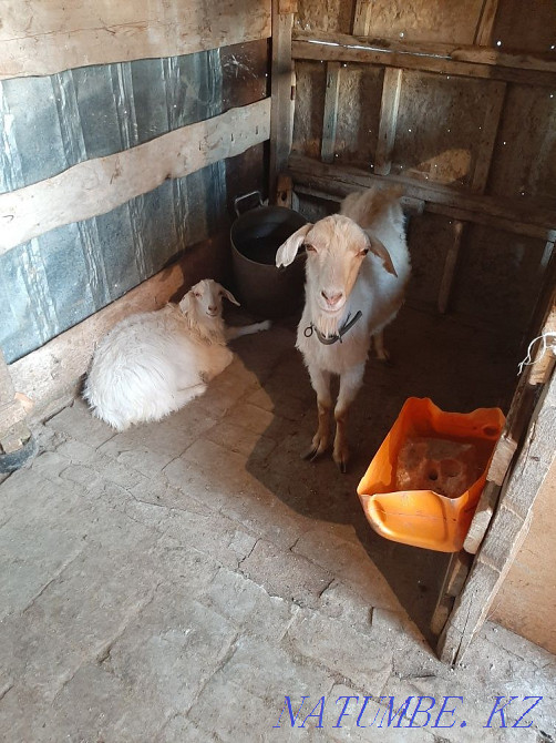 Продам козу с козленком Талдыкорган - изображение 3