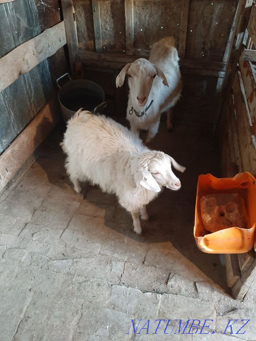 Продам козу с козленком Талдыкорган - изображение 1