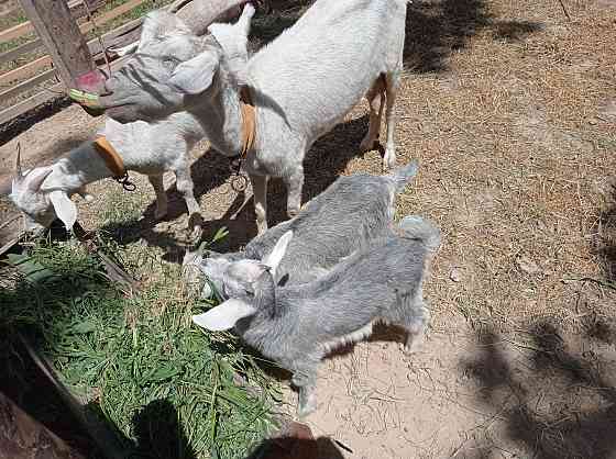 Продается Дойная Козы с козлятами. Saryaghash