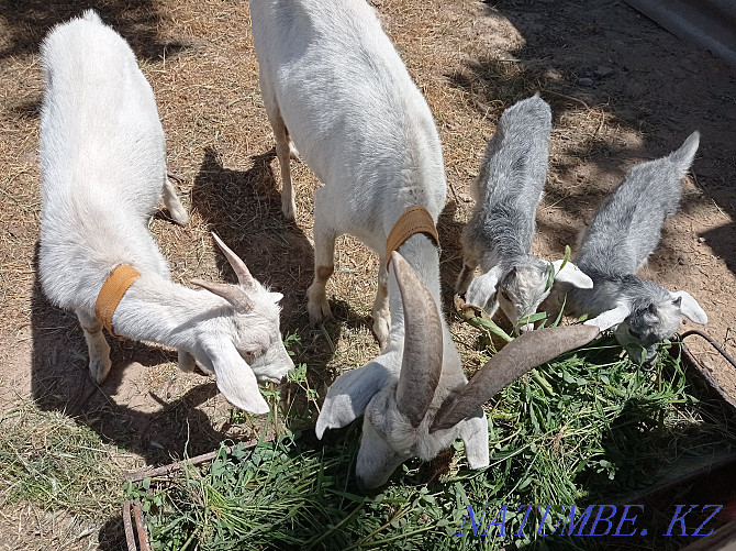 Продается Дойная Козы с козлятами. Сарыагаш - изображение 1