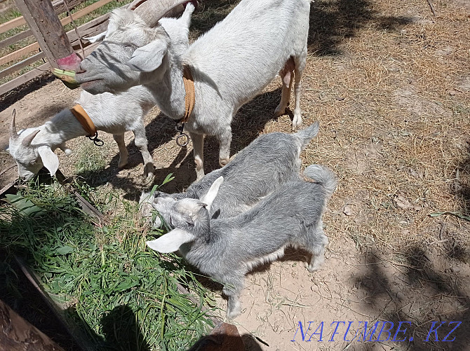 Продается Дойная Козы с козлятами. Сарыагаш - изображение 2