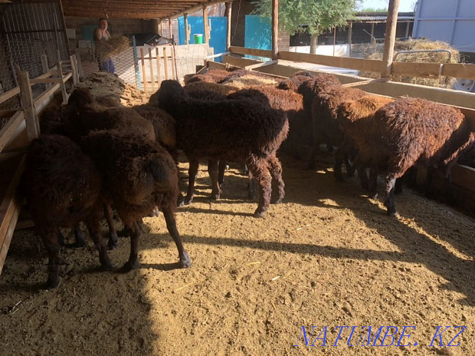 Goats koi ram koshakar lambs Shymkent - photo 2
