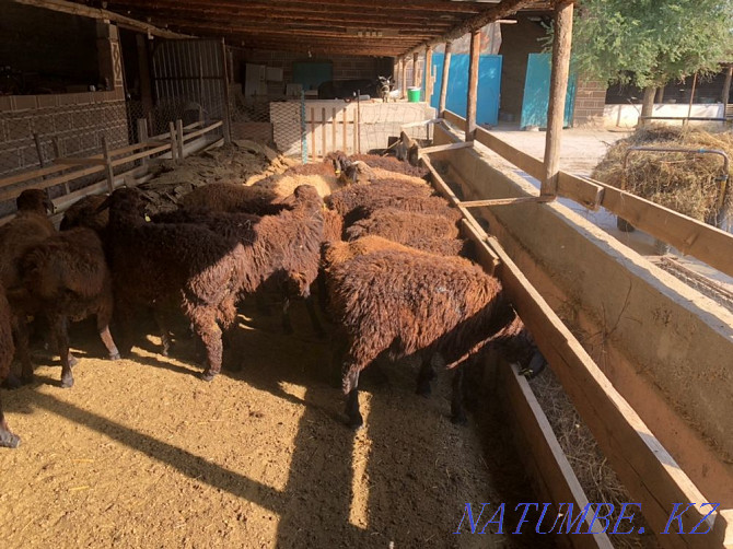 Goats koi ram koshakar lambs Shymkent - photo 3