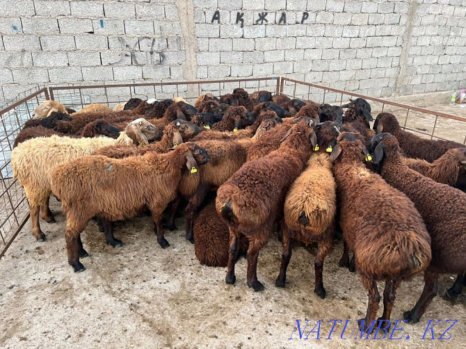 Goats koi ram koshakar lambs Shymkent - photo 1