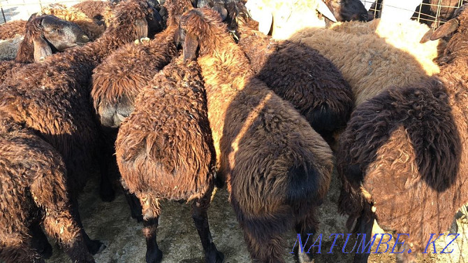 Goats koi ram koshakar lambs Shymkent - photo 4