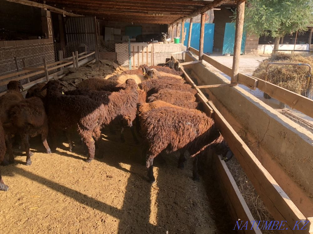 Козы кой баран кошкар ягнята Шымкент - изображение 3