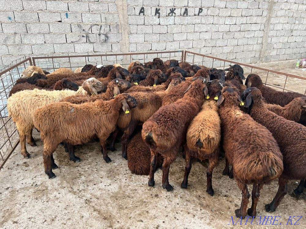 Козы кой баран кошкар ягнята Шымкент - изображение 1