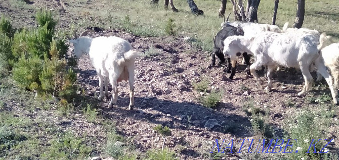 Продам козы малочный Красный яр - изображение 3