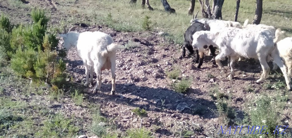 Мен ешкілерді ұсақ сатамын Красный яр - изображение 3