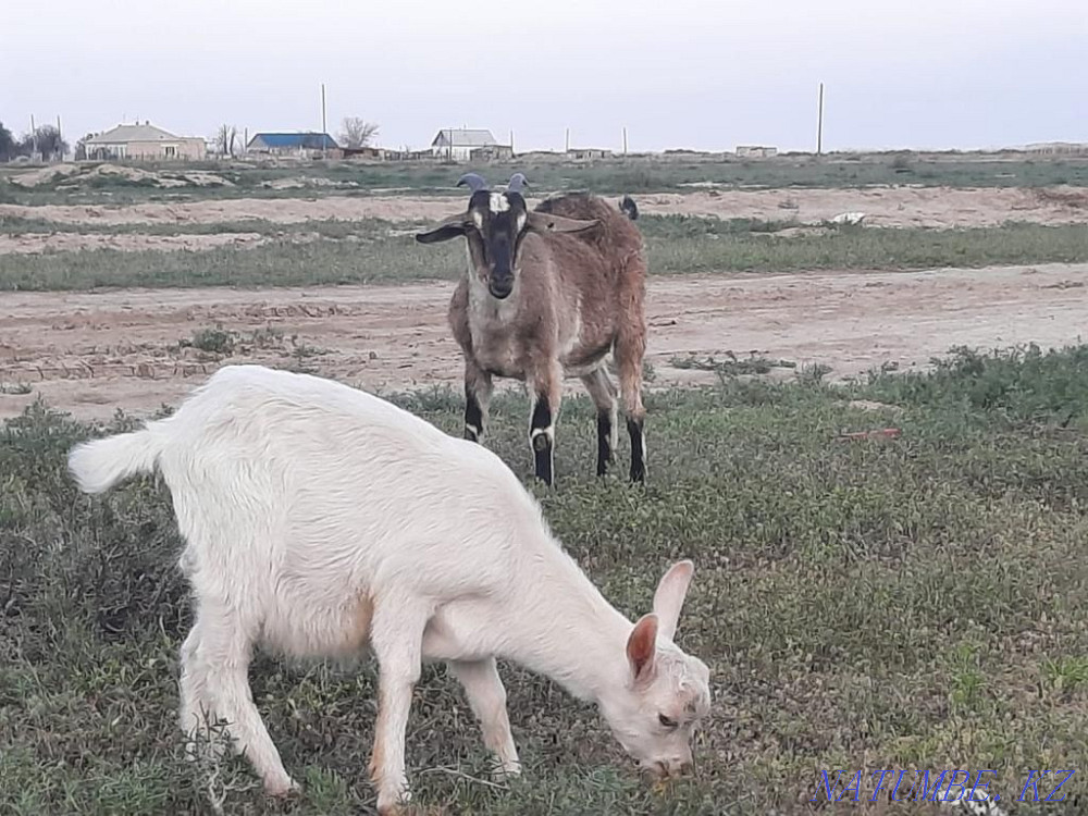Продам молочную козу  - изображение 2