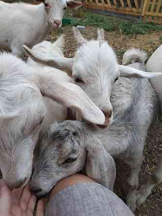 Продаю коз дойных, Козлов и козлят Almaty