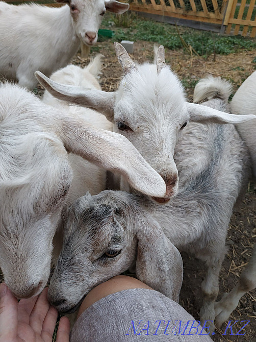 Продаю коз дойных, Козлов и козлят Алматы - изображение 3
