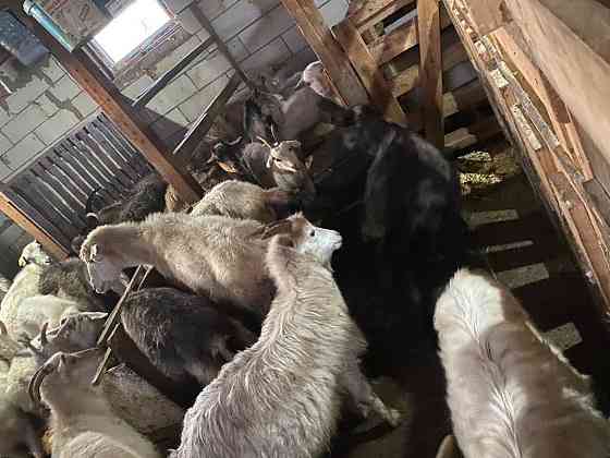 Породистые козы и козлята Астана