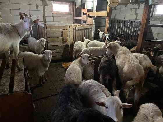 Породистые козы и козлята Astana